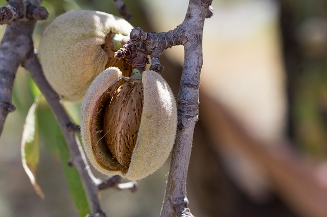 plody mandloně staré odrůdy